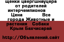 щенки цвергшнауцера от родителей интерчемпионов,   › Цена ­ 35 000 - Все города Животные и растения » Собаки   . Крым,Бахчисарай